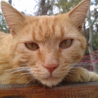 Beautiful Male Ginger Cat