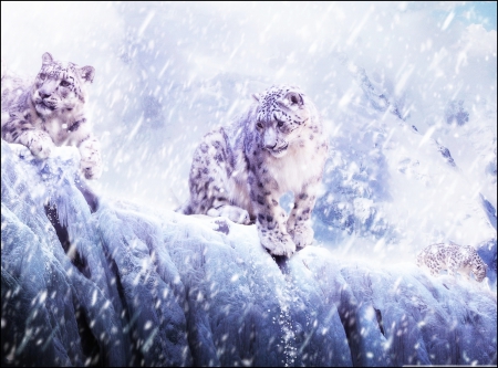 Leopards in the snow - winter, leopard, cat, snow