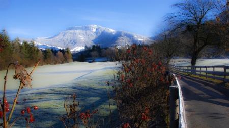 berries along a frosty glen - mountain, frost, winter, glen, road, berries