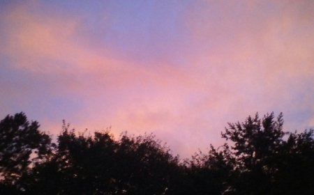 Pink Sky - Trees, Pink, Others, Skies