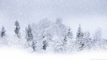 Winter snow - winter, snow, landscape, scene, HD, forest, ice, frozen, white, nature, pine, cold, frost, snowfall, wallpaper