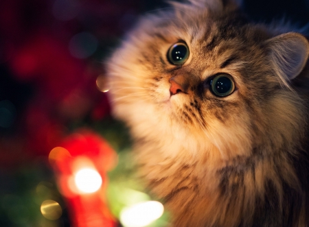 Shine Bright Like A Diamond * - animals, lights, beautiful, cat