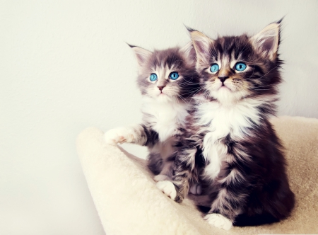 Adorable kittens