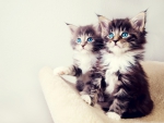 Adorable kittens