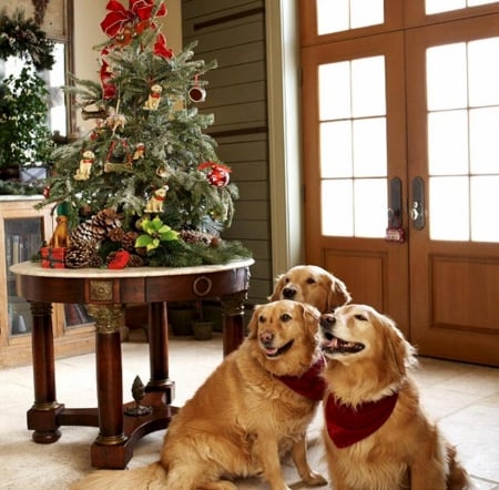 Waiting for gift - image, dogs, wallpaper, color, new, expression