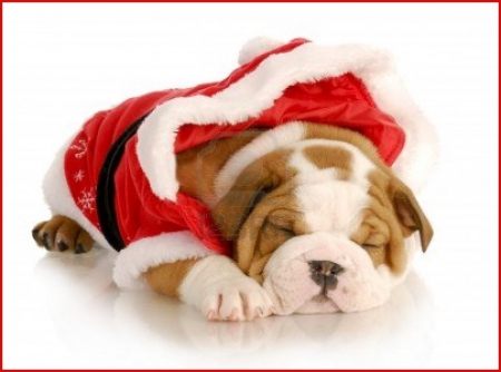 Christmas pup - Santa suit, puppy, bull dog, Christmas