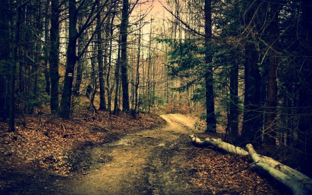 *** FOREST *** - nature, forest, path, trees