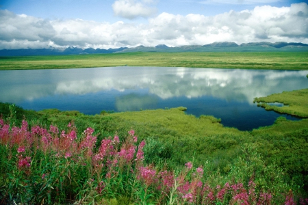 *** Lake *** - lake, skay, flowers, nature, blue