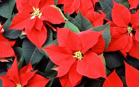 Red Poinsettia - poinsettia, flowers, Christmas, red