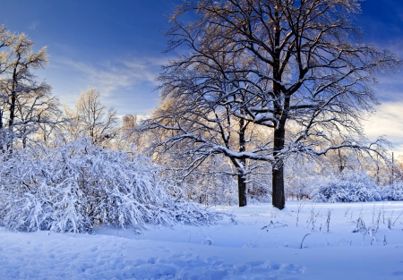 *** Winter *** - winter, nature, trees, snow