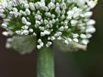 *** Little white flowers ***