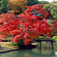 Autumn in Japan