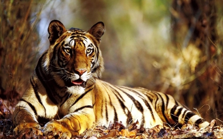 Tiger - powerful, tiger, big cat, panthera tigris