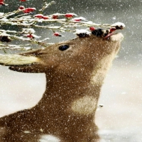 Winter Deer 2598x1729