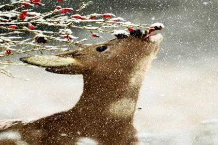 Winter Deer 2598x1729 - ice, animals, winter, deer berries, deer, berries, nature, snow, frozen