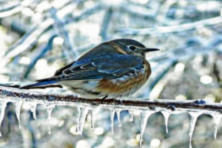 Little Bird 2598x1729 - ice, nature, cold, blue, winter, bird