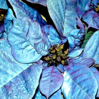 blue poinsettias