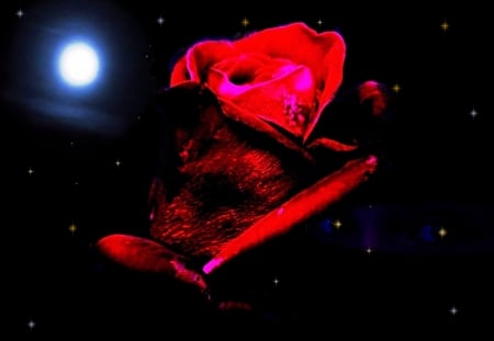 Rose in Night. - abstract, fantasy, art, others