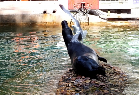 Seal. - birds, nature, animals, others