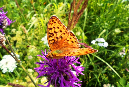 Butterfly. - nature, summer, animals, butterflies