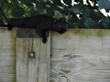 resting squirrel - animal, nature, black, squirrel