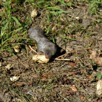 mole