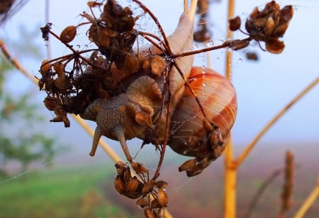 Snail. - nature, summer, others, animals