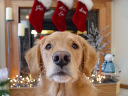 Golden Heartâ™¥ - christmas time, adorable, dog pet, sweetheart, golden, sweet, lights, soul