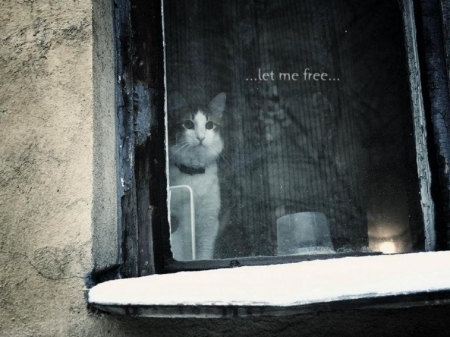 ...let me free.. - window, cat, photography, winter, cute