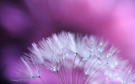 Dandelion - white, dandelion, pink, macro