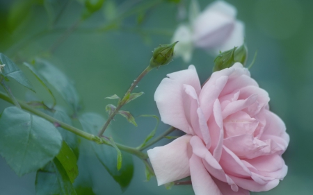 Pink rose - flower, rose, pink, bud, green