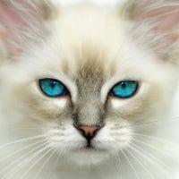 Blue eyes kitten