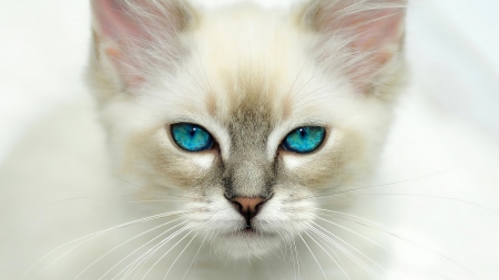 Blue eyes kitten - white, animal, kitten, cat, blue eyes