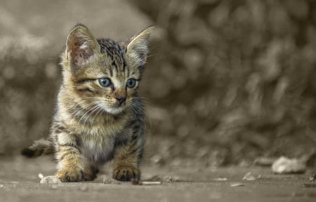 Cat - sleeping, beauty, cat face, hat, animals, sleepy, paws, face, pretty, cute, cat, kitty, lovely, kitten, cats, beautiful, sweet