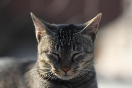 Cat - pretty, cat face, sleepy, paws, kitten, cats, face, sleeping, hat, beautiful, beauty, lovely, sweet, cat, cute, animals, kitty