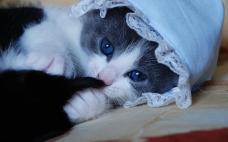 Cat - pretty, cat face, sleepy, paws, kitten, cats, face, sleeping, hat, beautiful, beauty, lovely, sweet, cat, cute, animals, kitty