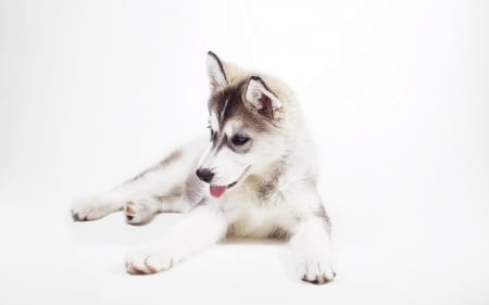 Husky - face, pretty, playful dog, cute, animals, beautiful, sweet, puppy, playful, dogs, puppies, lovely, dog face