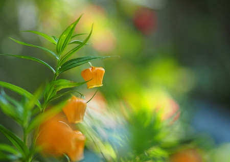 Flower - plant, nature, leaf, flower