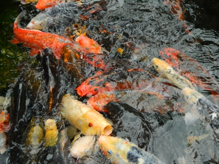 orange fishes - mouth, orange, water, fishes