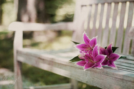 Purple Orchid - purple, flowers, for you, orchid