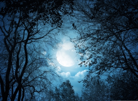 Full Moon Night - moon, night, tree, clouds