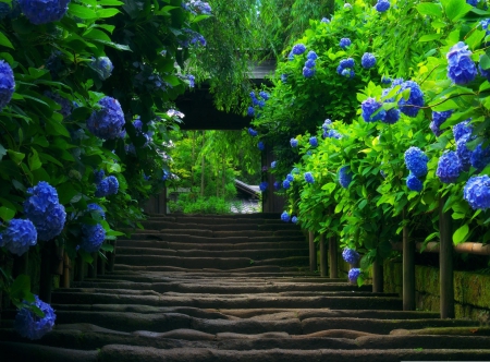 Japanese Garden - Stairs - stairs, japanese garden, blue flowers, beautiful