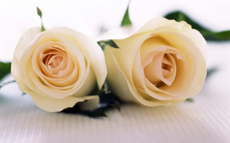 White Roses - white, amazing, two, rose