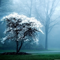 White Magnolia Tree