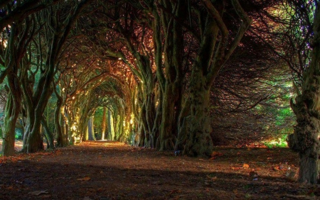 tree tunnel - italian, fairytale, forest, like