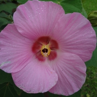 flor violeta