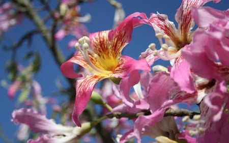 *** Pink flowers *** - flowers, spring, flower, nature