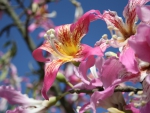 *** Pink flowers ***