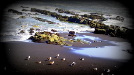 sea birds on a seacoast in chile - birds, surf, beach, sea, rocks