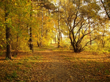 *** Beautiful autumn *** - fall, autun, trees, nature, park